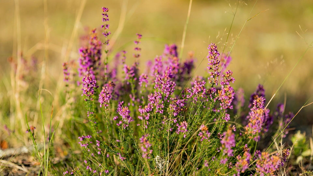 Bruyère Callune des Landes