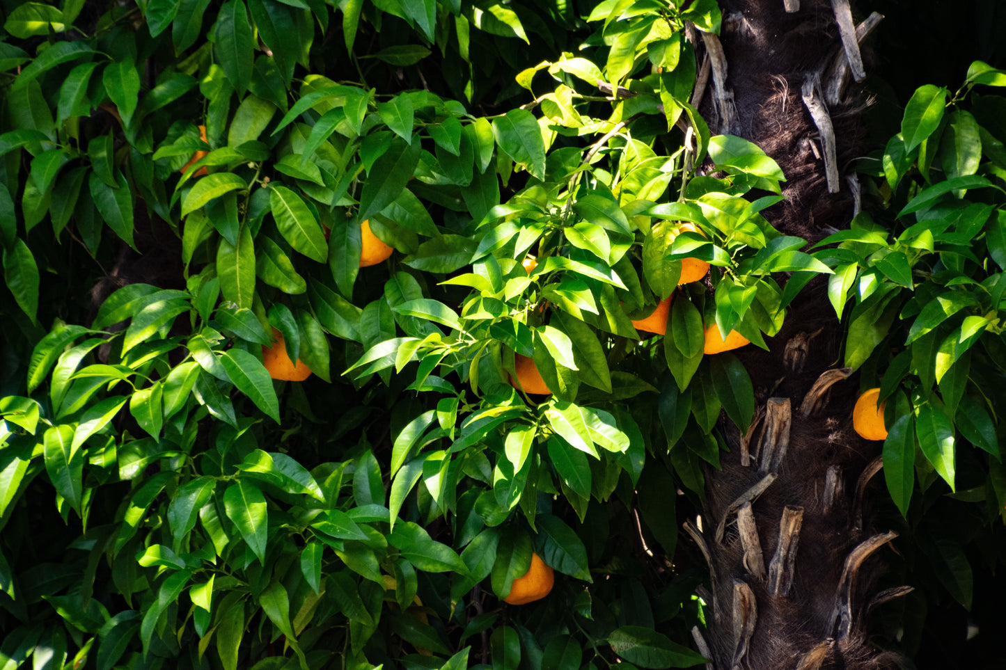 Miel de Clémentinier Corse AOP