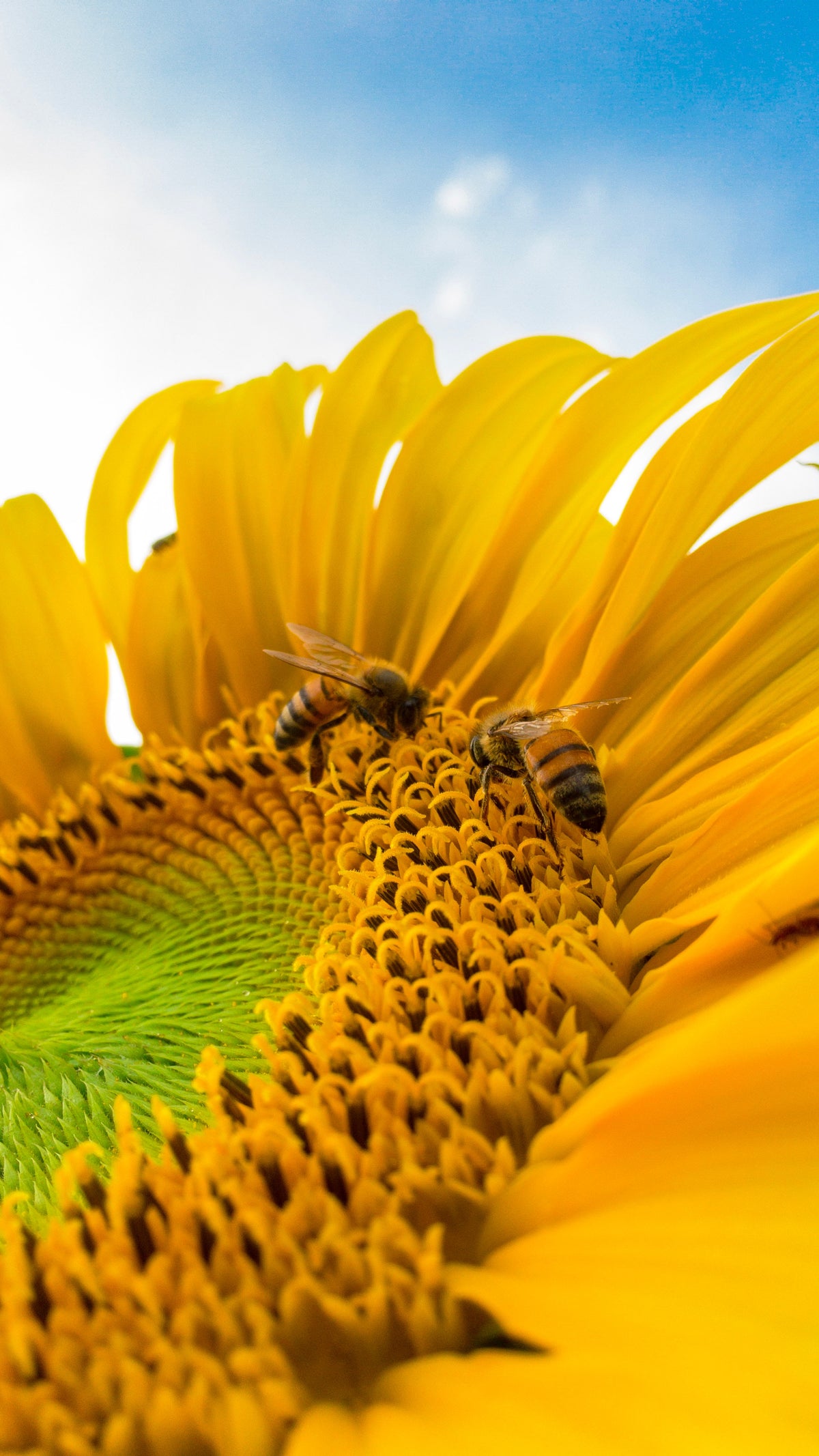 Fleurs de tournesol – plante mellifère