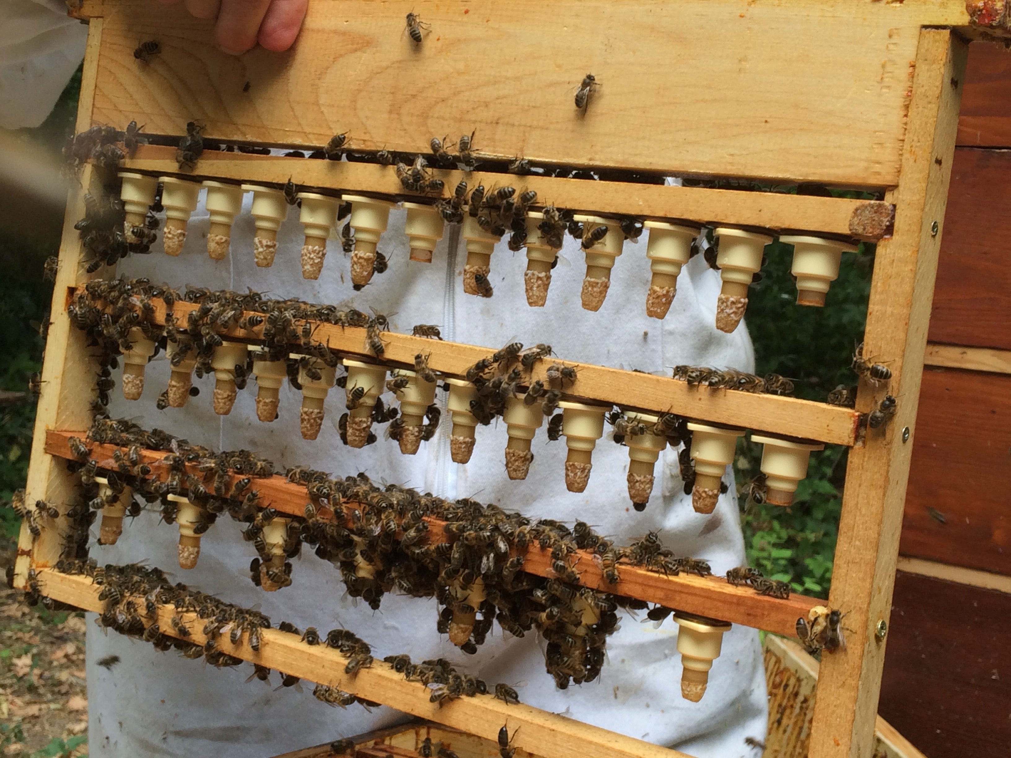 La Gelée Royale Française : Fraîche, Pure et Certifiée GRF®