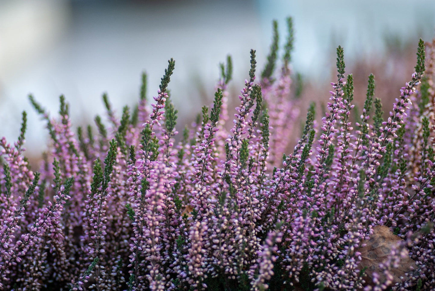 Miel de Bruyère cendrée (Erica Cinerea)