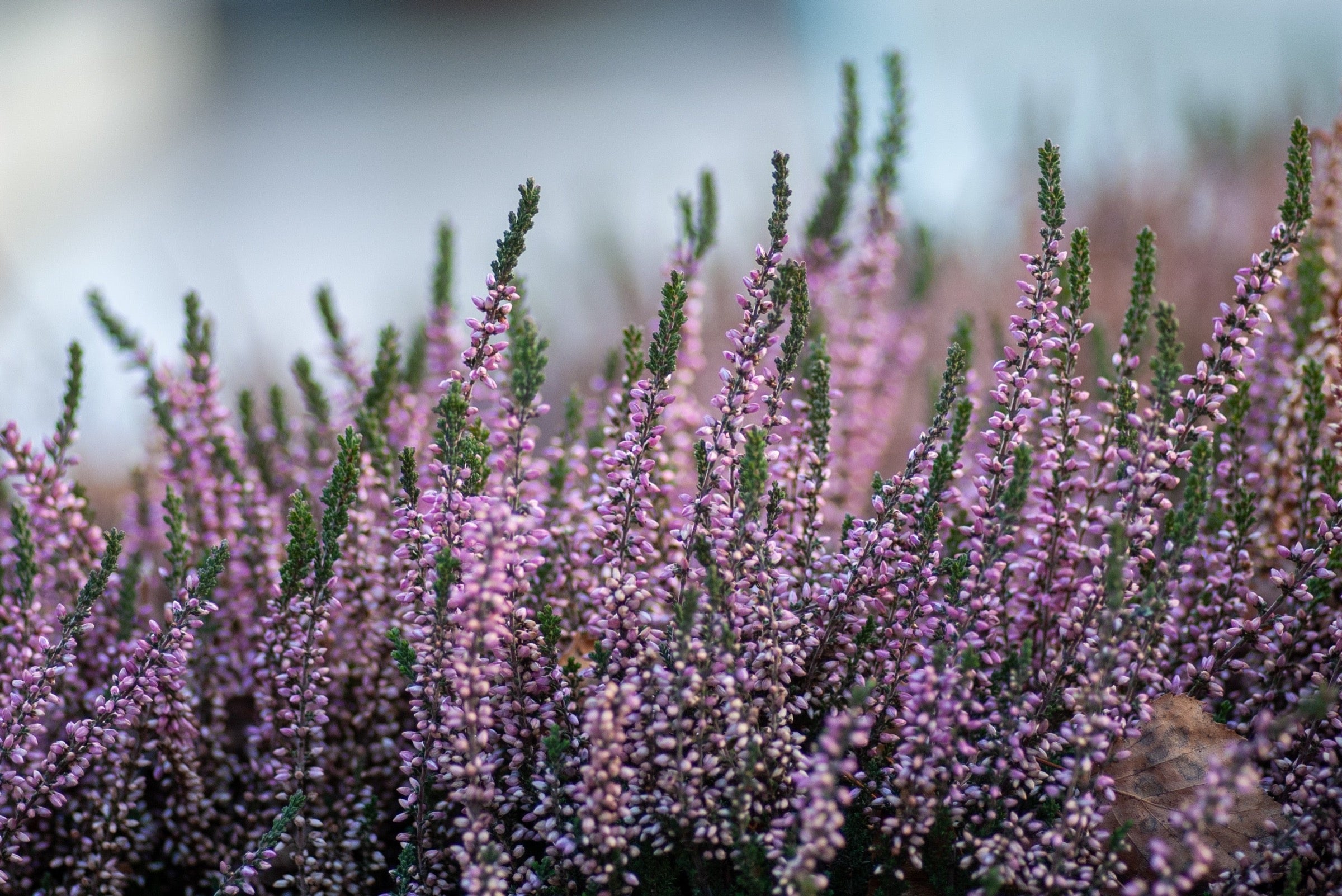 Miel de Bruyère cendrée (Erica Cinerea)
