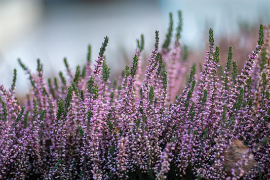 Miel de Bruyère cendrée (Erica Cinerea)
