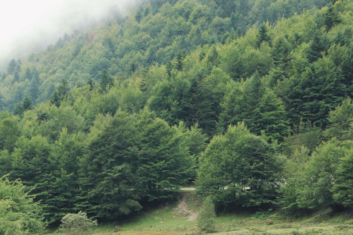 Miel de sapin des Pyrénées
