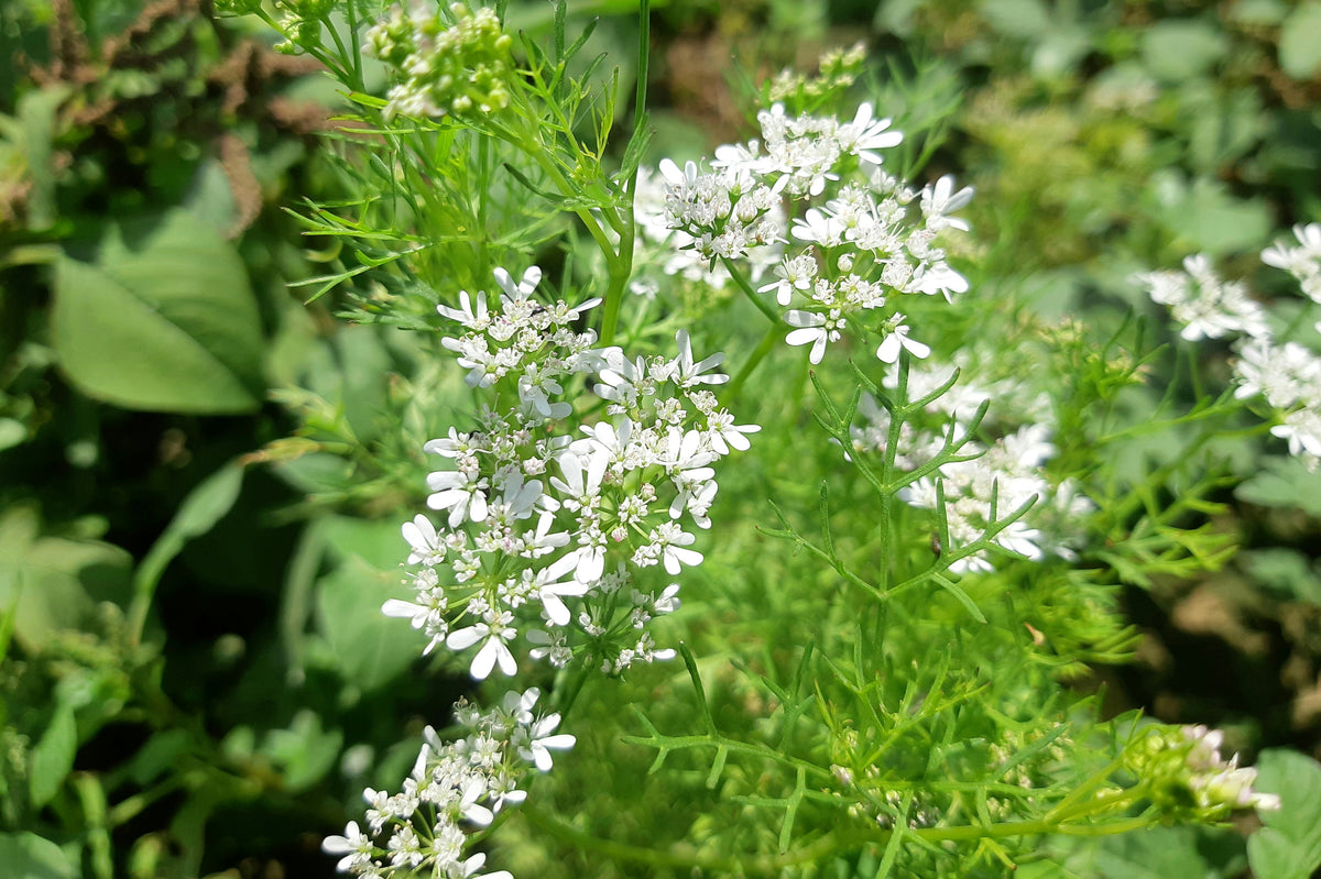 Champ de coriandre en fleurs – plante mellifère.