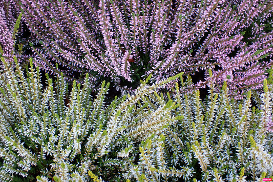 Miel de Bruyère Callune des Landes(Calluna vulgaris)