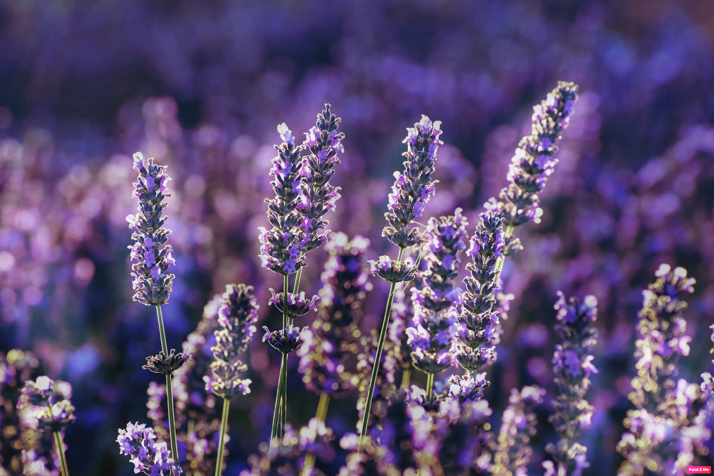 Miel de Lavande du Luberon